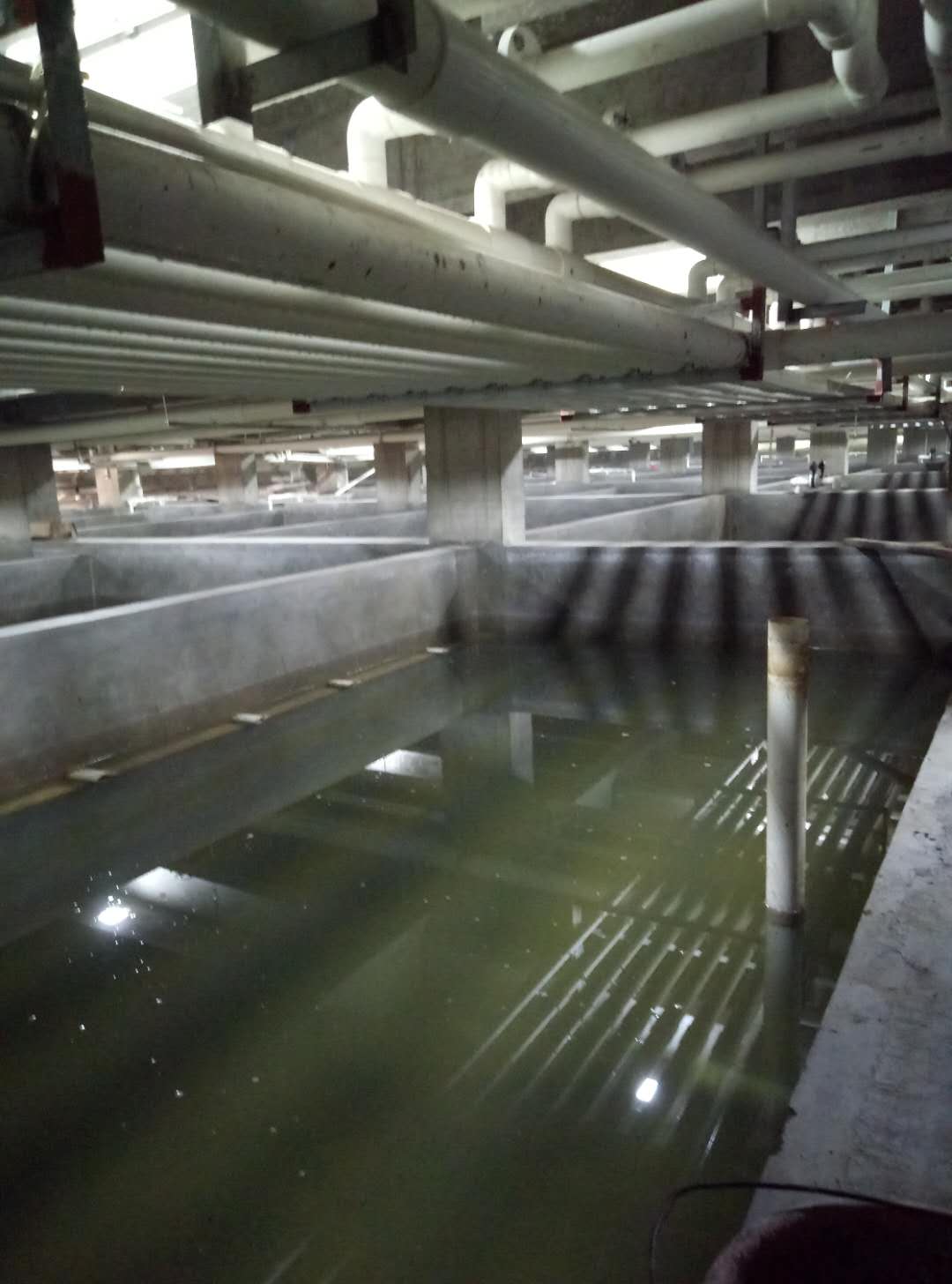 水產養(yǎng)殖臭氧發(fā)生器應用,臭氧機水產養(yǎng)殖計算方式及臭氧消毒機的投加方式